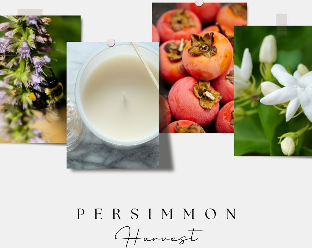 Persimmon Harvest